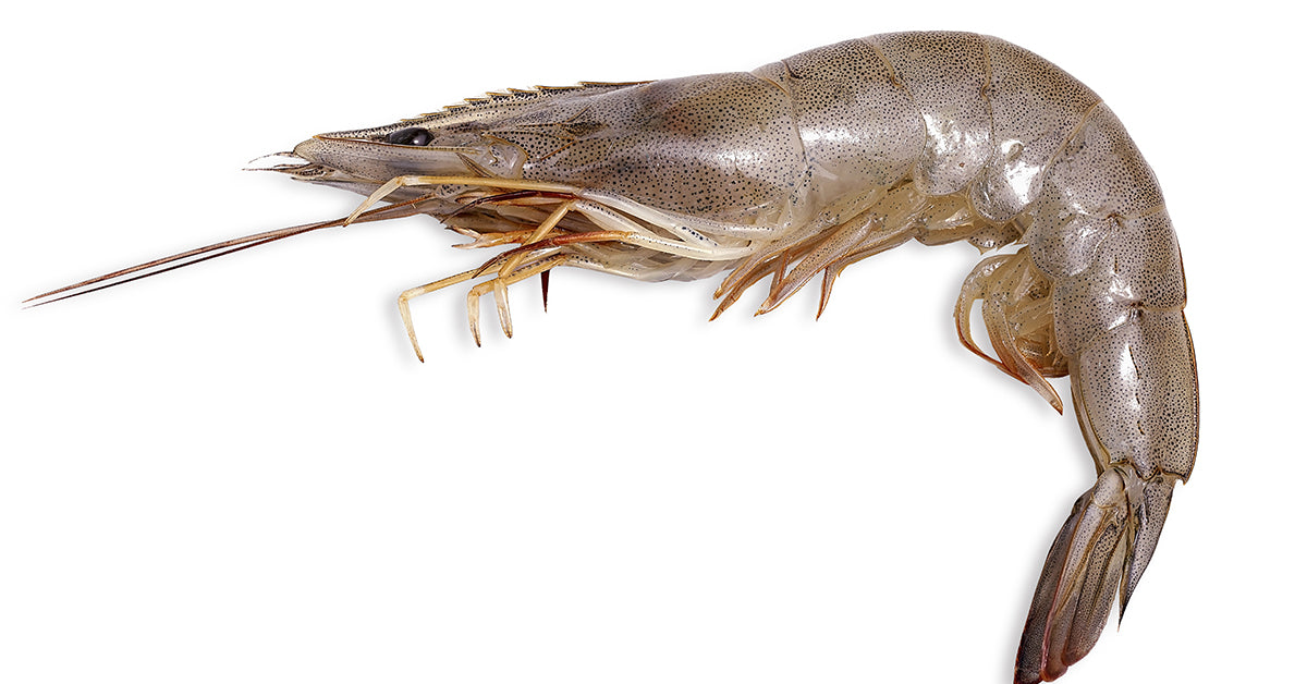 Shrimp Packs