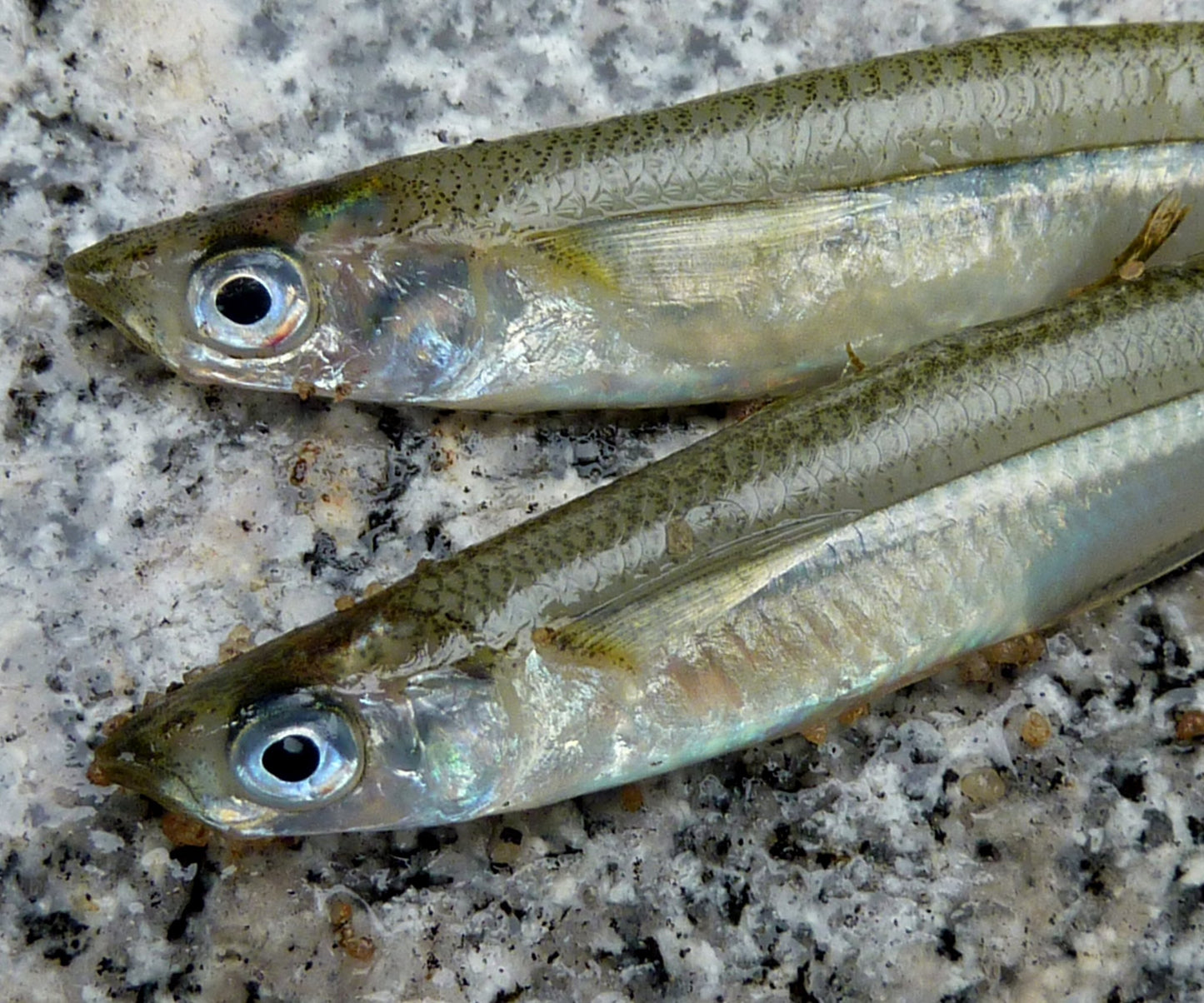 Silversides