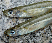 Silversides