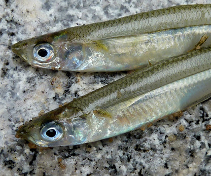 Silversides