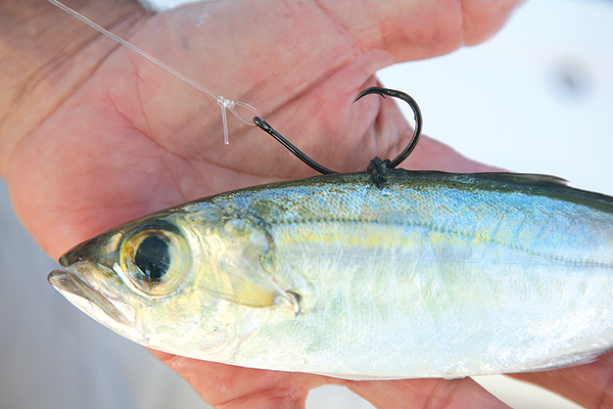 Goggle Eye