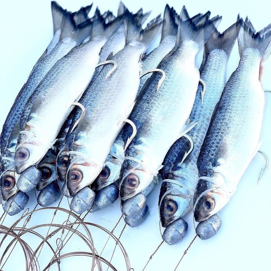 Rigged Mullet