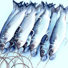 Rigged Mullet