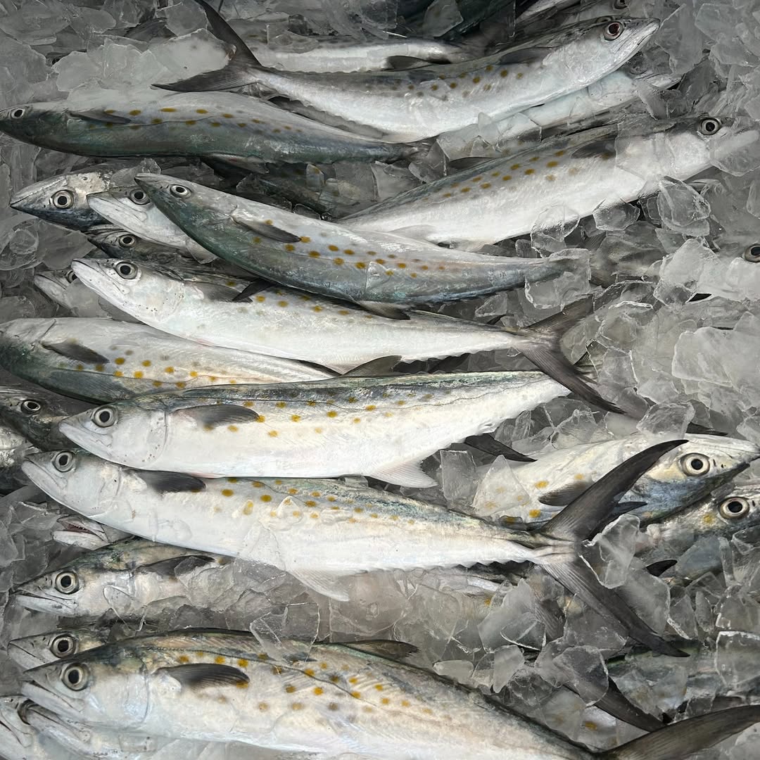 Spanish Mackerel