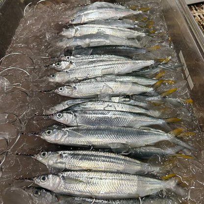 Full Case Rigged Ballyhoo