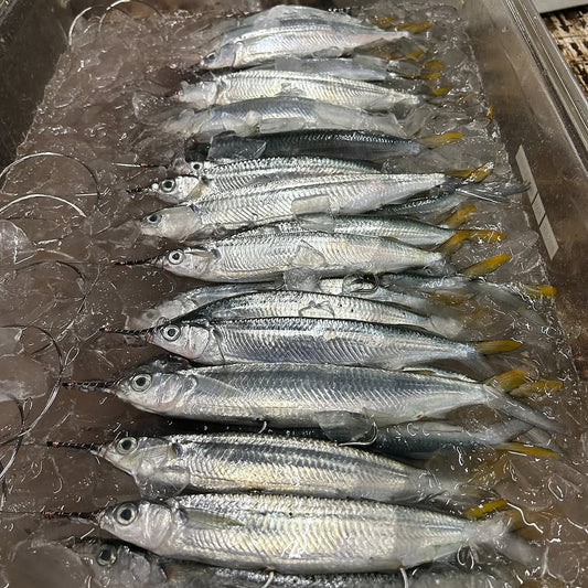 Full Case Rigged Ballyhoo
