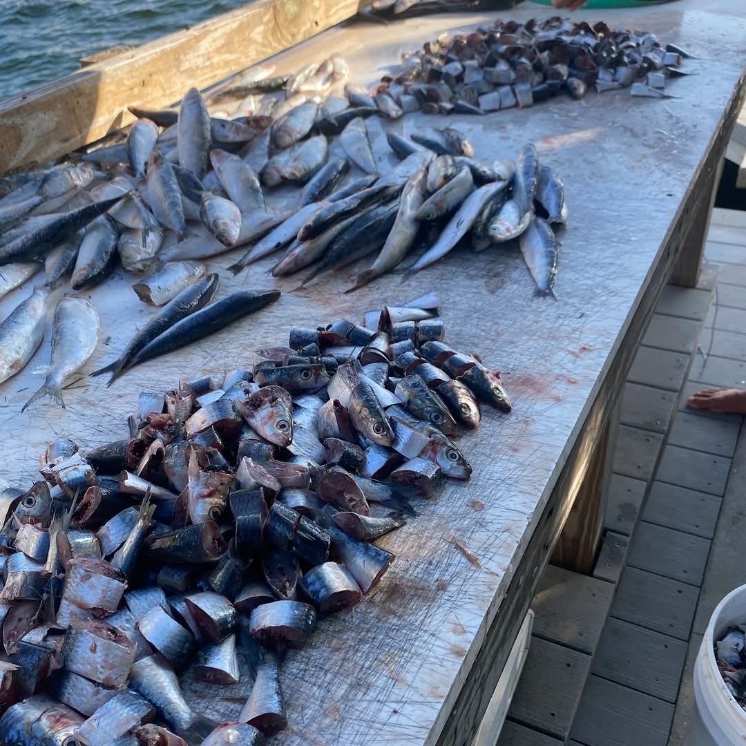 Bionic Sardines