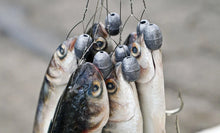 Unrigged Split Tail Dredge Mullet