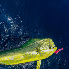 El Nino Half Pint Extra Small 6" Trolling Lure