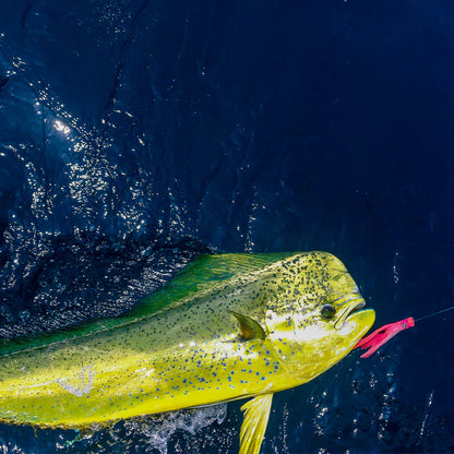 El Nino Half Pint Extra Small 6" Trolling Lure