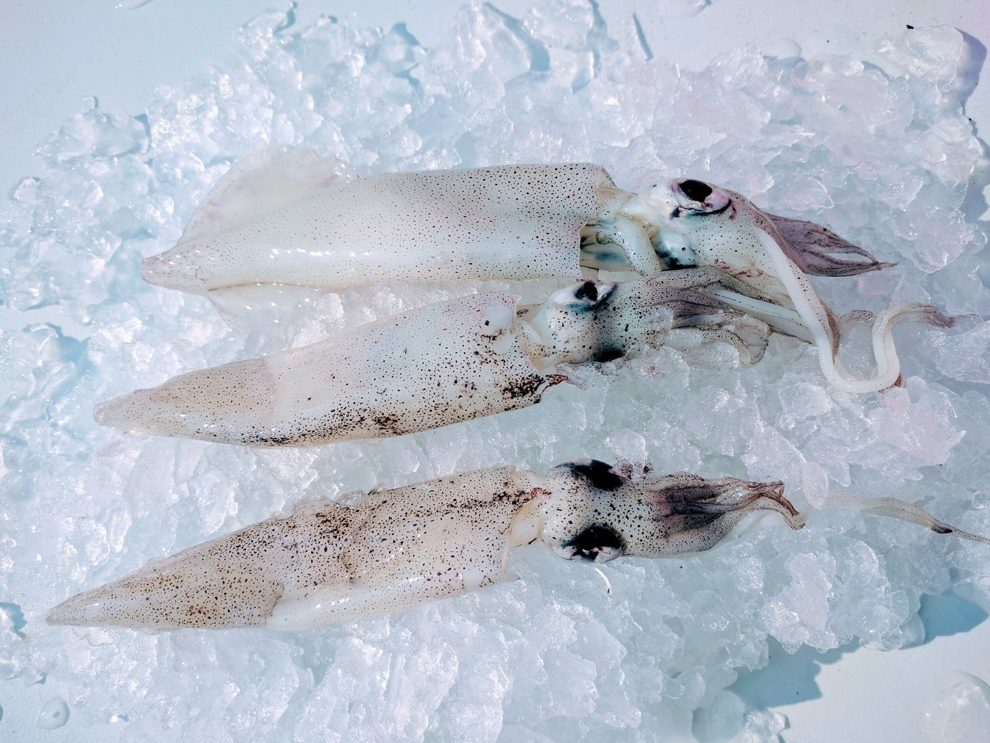 Squid