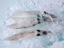 Squid