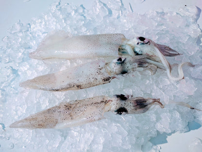 Squid