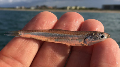 Glass Minnows